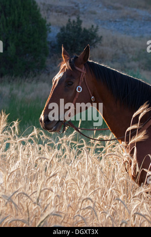 Bay cavallo che indossa western briglia nel campo di grano Foto Stock