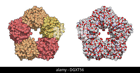 La proteina C reattiva (CRP umano) biomarker di infiammazione. Infezioni e infiammazioni provocano un aumento dei livelli ematici di questa proteina Foto Stock