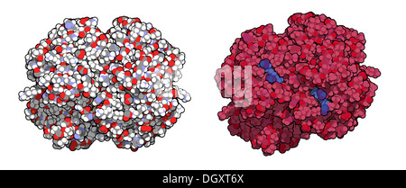 L'emoglobina (umana, Hb) molecola proteica, struttura chimica. Ferro-ossigeno contenente proteina di trasporto che si trova nelle cellule rosse del sangue Foto Stock