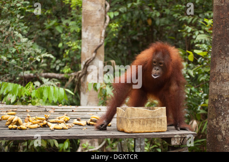 Wild Bornean Orangutan (Pongo pygmaeus) a Supplemental alimentare alla stazione con le banane a Camp Leakey in Tanjung messa Parco Nazionale Foto Stock