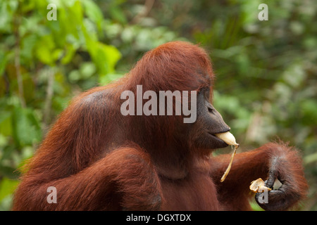 Wild Bornean Orangutan (Pongo pygmaeus) la sbucciatura e mangiare banane supplementare dalla stazione di alimentazione nel parco nazionale Foto Stock