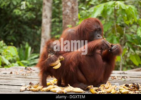 Madre selvaggia di orangutan che mangia le banane dalla stazione di alimentazione a Camp Leakey nel Parco Nazionale di Tanjung Puting mentre il suo bambino gioca con un mazzo Foto Stock