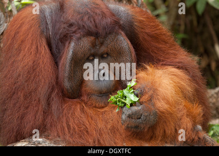 Orangutan maschile dominante (Pongo pygmaeus) che tiene e guarda le foglie delle piante nella foresta pluviale del Borneo. Primo piano verticale Foto Stock