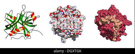 La trombina sangue-enzima di coagulazione umano alfa-trombina molecola è una proteina chiave alla cascata di coagulazione del sangue. Foto Stock