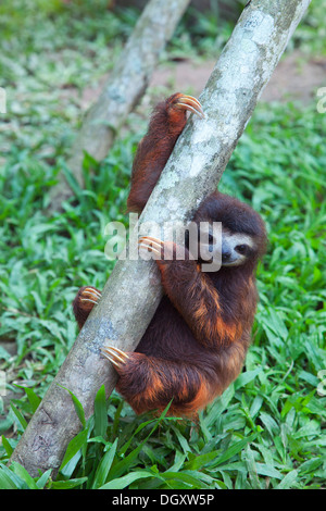 Orfano a tre punte bruno (Bradypus variegatus) che si arrampica su un albero in sessione di gioco al Santuario Sloth di Costa Rica Foto Stock