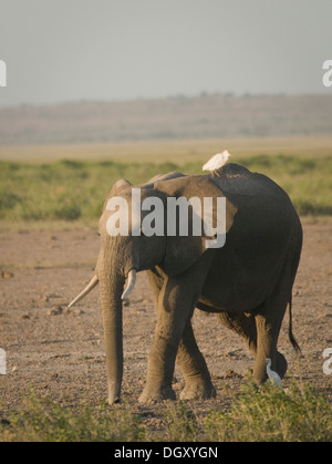 Elefante africano walking-airone guardabuoi sul retro Foto Stock