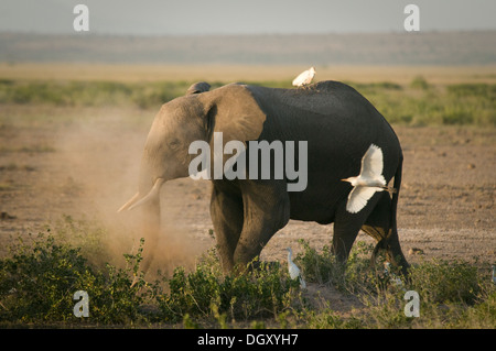 Elefante africano walking-airone guardabuoi sul retro Foto Stock
