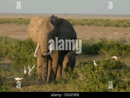 Elefante africano con giovani una passeggiate in pianura Foto Stock