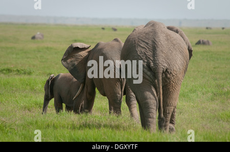 Tre elefanti africani a piedi dalla parte posteriore Foto Stock