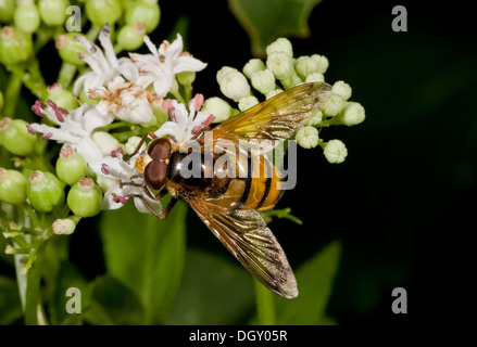 Un grande hoverfly, Volucella inanis, visitando nana fiori di sambuco. Foto Stock