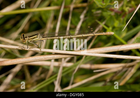 Femmina inverno comune Damselfly, Sympecma fusca, appollaiato sull'erba. Brenne, Francia. Foto Stock