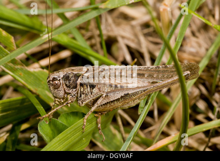 Grigio maschio Bush-cricket, Platycleis albopunctata; rare specie costiere nel Regno Unito. Foto Stock