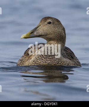 Eider sul mare Foto Stock