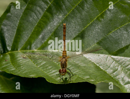Ruddy femmina Darter dragonfly, Sympetrum sanguineum - con sollevato l'addome. Foto Stock