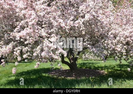 Malus floribunda, crabapple Foto Stock