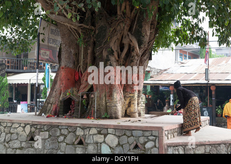 Donna spazza un santuario per Ganesha in un sacro Fig Tree - Pokhara, valle di Pokhara, Gandaki Zona, Nepal Foto Stock