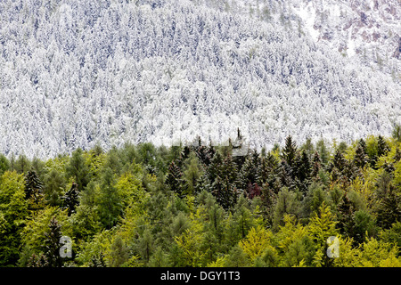 Bosco misto con alcune coperte di neve e alberi verdi dopo una breve nevicata, nel Parco Nazionale del Triglav, sulle Alpi Giulie Foto Stock