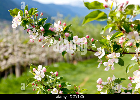 Fiori di Apple in un albero di mele orchard, bei Meran, Alto Adige Provincia, Trentino-Alto Adige, Italia Foto Stock