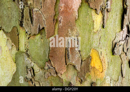 Corteccia di un piano di Londra, Londra planetree o piano ibrido (platanus acerifolia x), Alta Baviera, Baviera, Germania Foto Stock