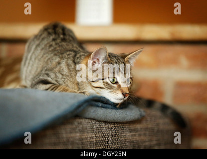 Brown tabby cat, 4 mesi, giacente pronti a balzare su un divano Foto Stock