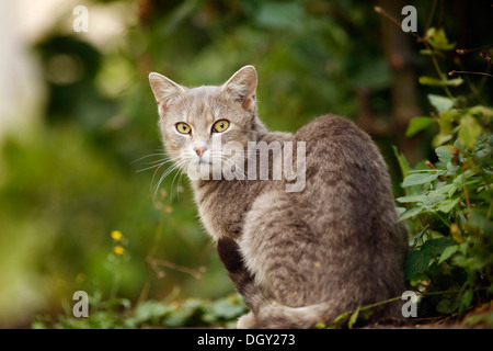 Grigio Silver tabby cat seduti nelle boccole Foto Stock