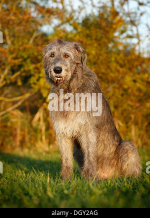 Irish Wolfhound, seduti in un prato Foto Stock