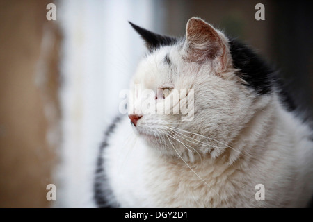 Bianco e nero gatto, Satteldorf, Hohenlohe, Baden-Württemberg, Germania Foto Stock