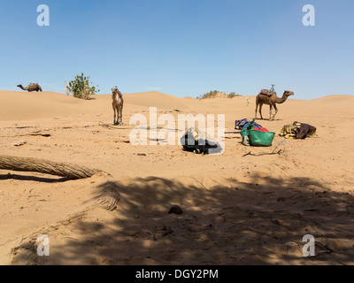 Tre cammelli dromedario hobbled in un desert camp Foto Stock