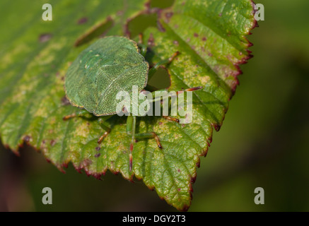 Verde ninfa shieldbug su una foglia Foto Stock