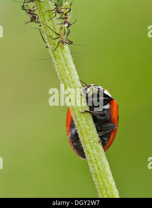 7 spot ladybird mangiare afidi Foto Stock