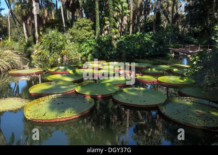 Victoria ninfee a Bok Tower Gardens, lago del Galles, Central Florida, Stati Uniti d'America Foto Stock