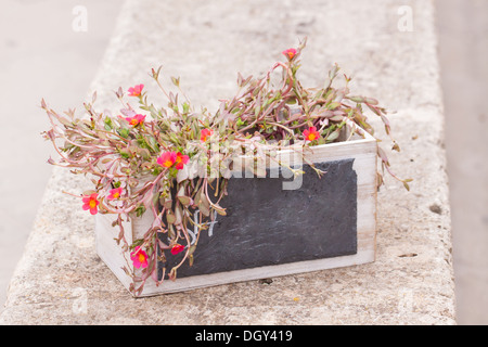 Piccolo copyspace lavagna in fiore decorativo pot estate outdoor cafe Foto Stock