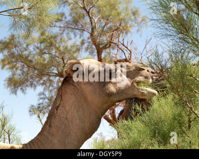 Testa e collo colpo di un cammello dromedario mangiare da un tamarisco Marocco Foto Stock