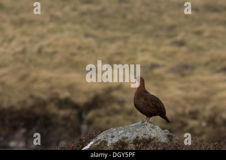 Un red grouse in piedi su una roccia e nella parte anteriore di un fiume, nei Cairngorms Foto Stock