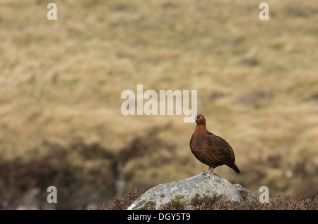 Un red grouse in piedi su una roccia e nella parte anteriore di un fiume, nei Cairngorms Foto Stock