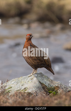 Un red grouse in piedi su una roccia e nella parte anteriore di un fiume, nei Cairngorms Foto Stock