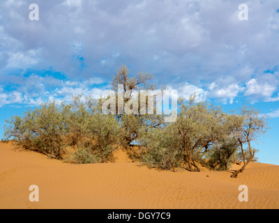 Tamarisco affioramento sulla cima di una duna di sabbia contro un cielo blu con luce a chiazze Marocco cloud Foto Stock