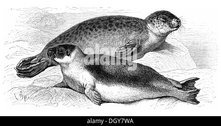 Una guarnizione del porto (Phoca vitulina), nella parte superiore, e un'Arpa guarnizione (Phoca groenlandica), sotto una illustrazione da Meyers Foto Stock