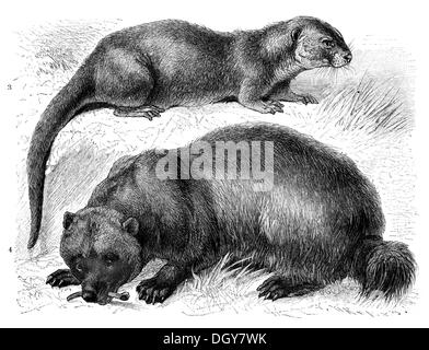 Lontra (Lutra vulgaris) e Wolverine (Gulo borealis), Illustrazione da Meyers Konversations-Lexikon enciclopedia, 1897 Foto Stock