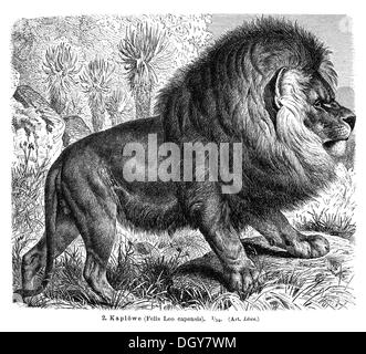 Cape Lion (Felis leo capensis), Illustrazione da Meyers Konversations-Lexikon enciclopedia, 1897 Foto Stock