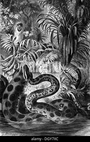 Anaconda (Eunectes murinus), Illustrazione da Meyers Konversations-Lexikon enciclopedia, 1897 Foto Stock