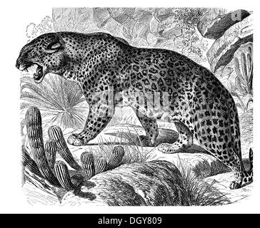 Leopard (Panthera pardus), Illustrazione da Meyers enciclopedia, 1897 Foto Stock