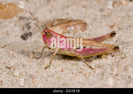 Vivacemente colorato violaceo forma di Prato femmina Grasshopper, Chorthippus parallelus Foto Stock