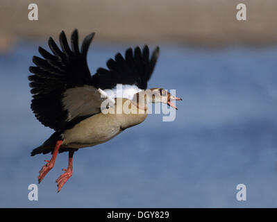 Oca egiziana (alopochen aegyptiacus), volare, kwazulu-natal, Sud Africa e Africa Foto Stock