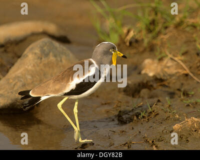 Bianco-guidato pavoncella, bianco-guidato plover o bianco-crowned plover (vanellus albiceps), Kruger National Park, Sud Africa Foto Stock