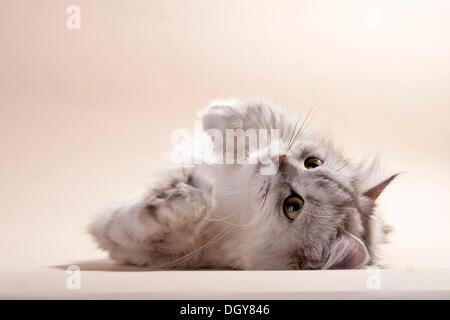 Argento-ombreggiati British longhair cat giacente sul suo lato Foto Stock