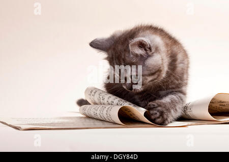 Curioso black-color fumo British Shorthair kitten seduti sul foglio di musica Foto Stock