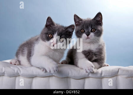 Due blu e bianco British Shorthair gattini Foto Stock