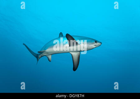 Comune di squalo trebbiatrice (Alopias vulpinus), galleggiante, Grande Fratello isole, Egitto Foto Stock