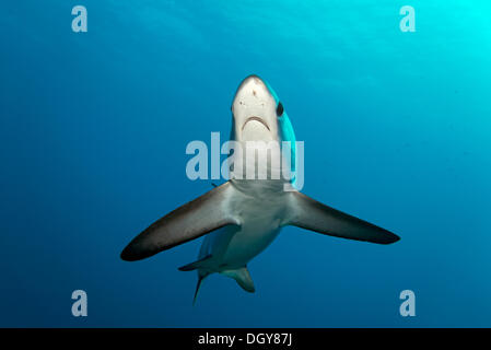 Comune di squalo trebbiatrice (Alopias vulpinus), galleggiante, Grande Fratello Isola, Egitto Foto Stock